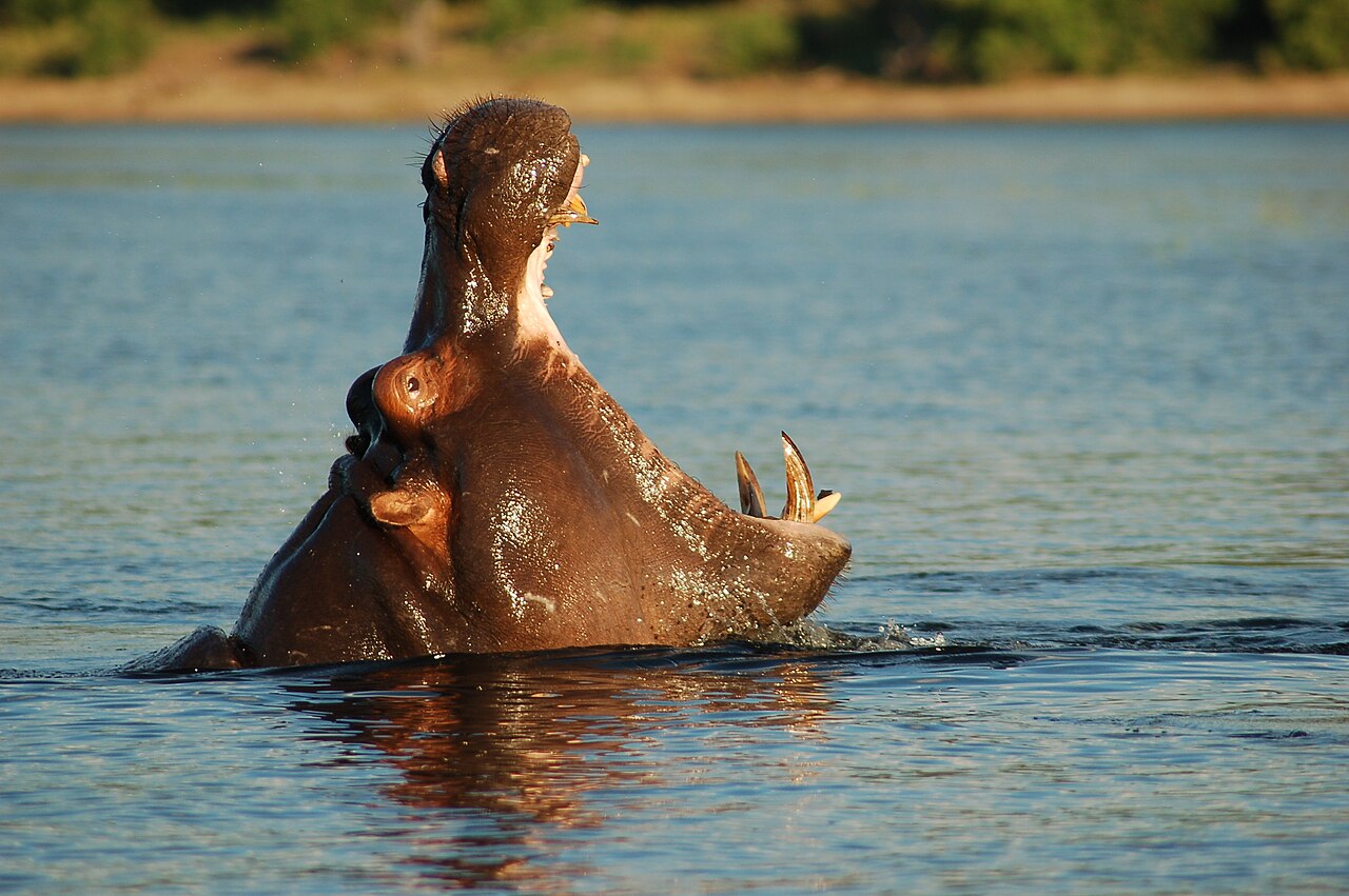 Chobe River Front, Botswana ()