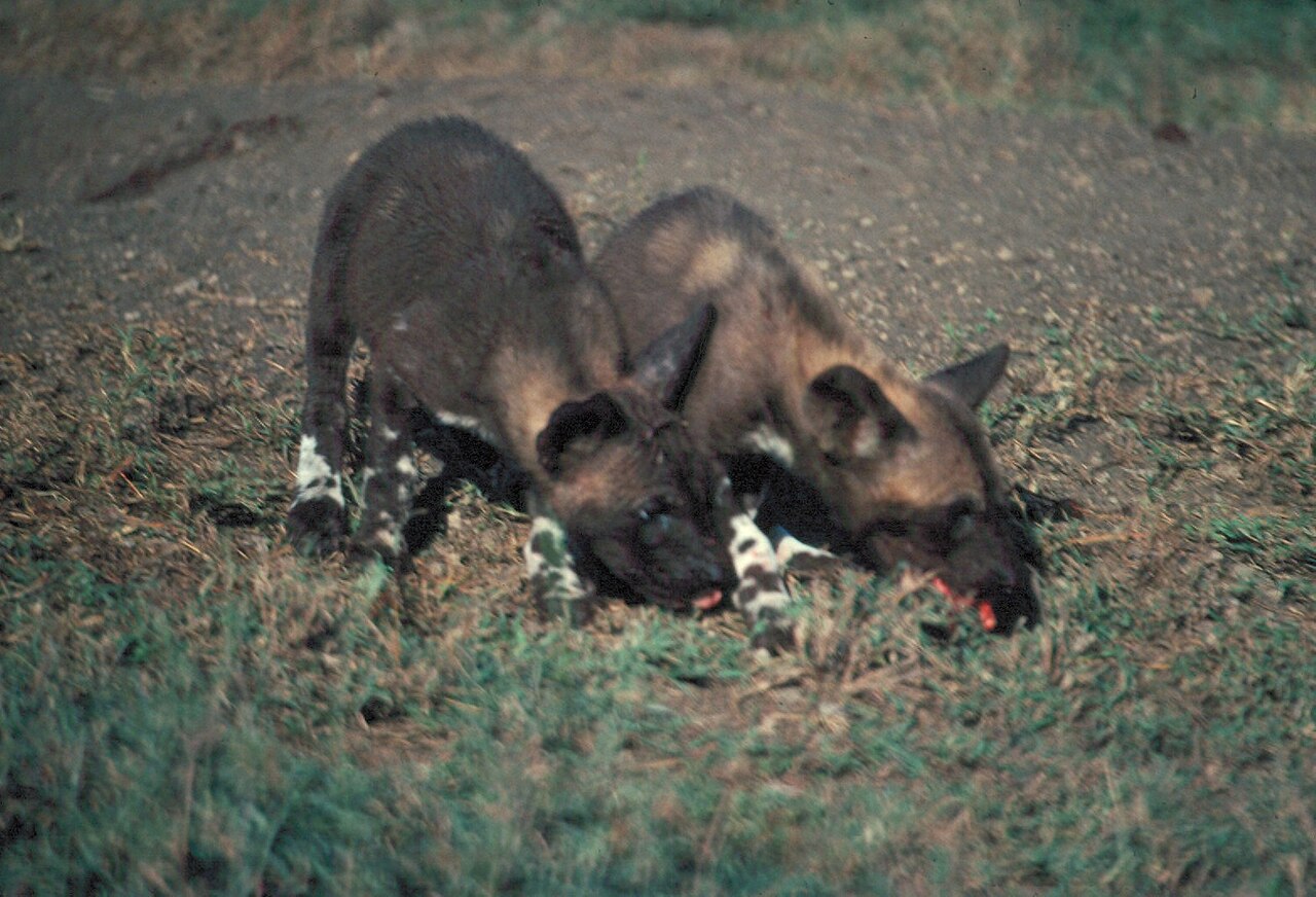 Two African wild dog pups eating in grass - DPLA - 942b18691b23288e3635320edc70e378
