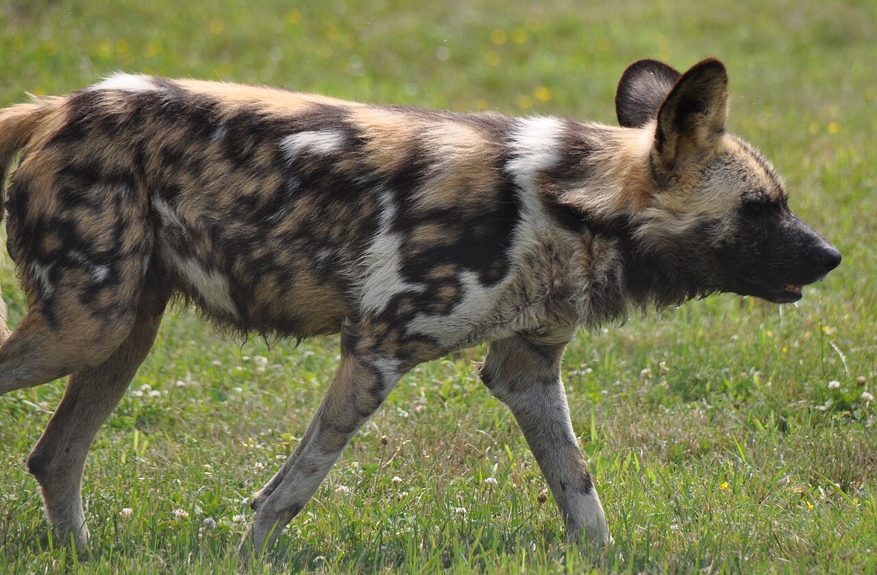 African Wild Dog ()