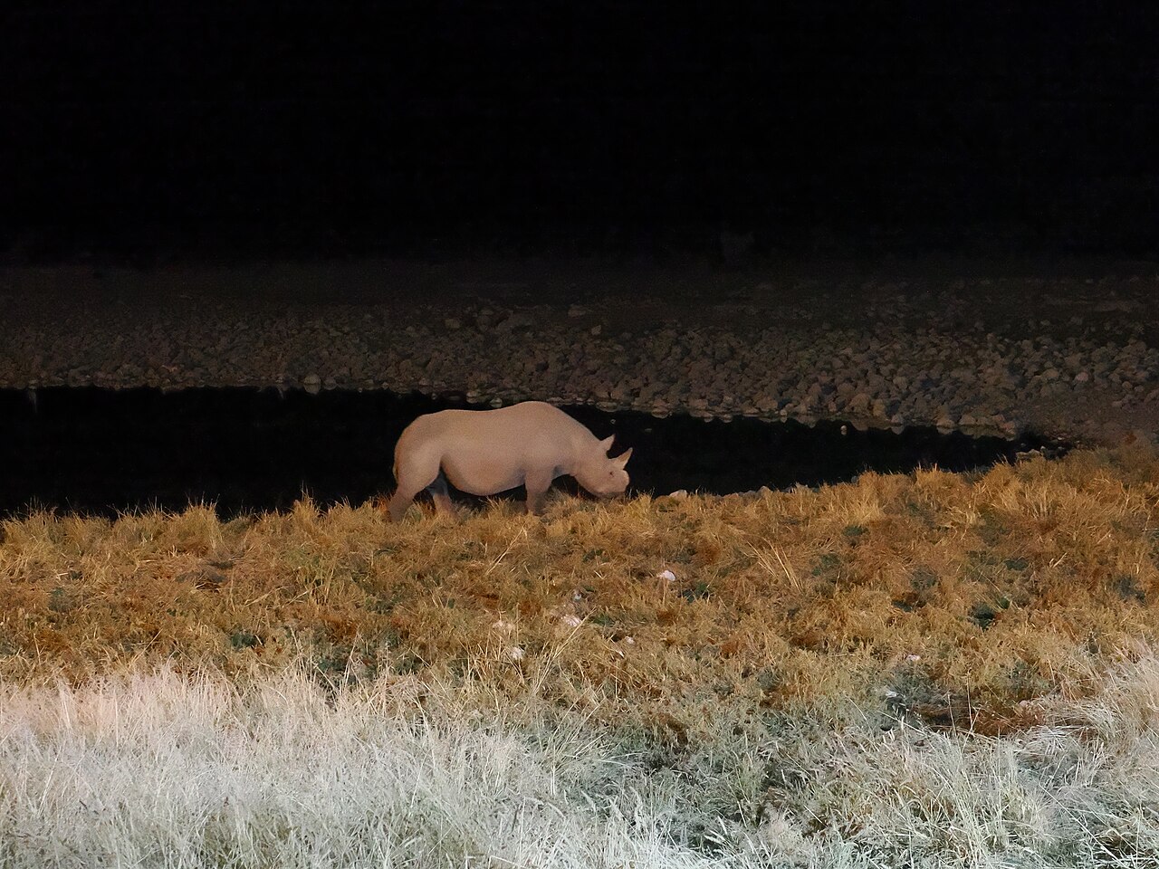 Black rhinoceros (Diceros bicornis) Okaukuejo Namibia
