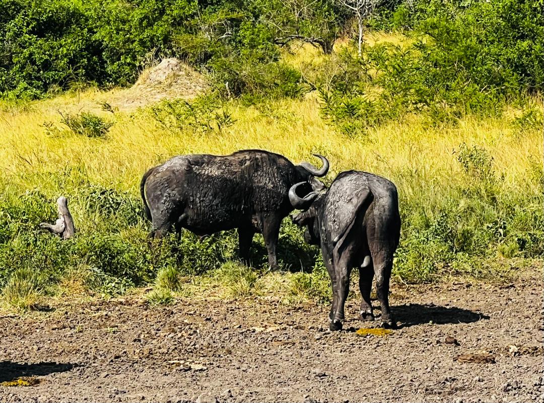 A herd of African buffalo (Syncerus caffer) stands together on a grassy plain in Lake Mburo National Park, Uganda. 23