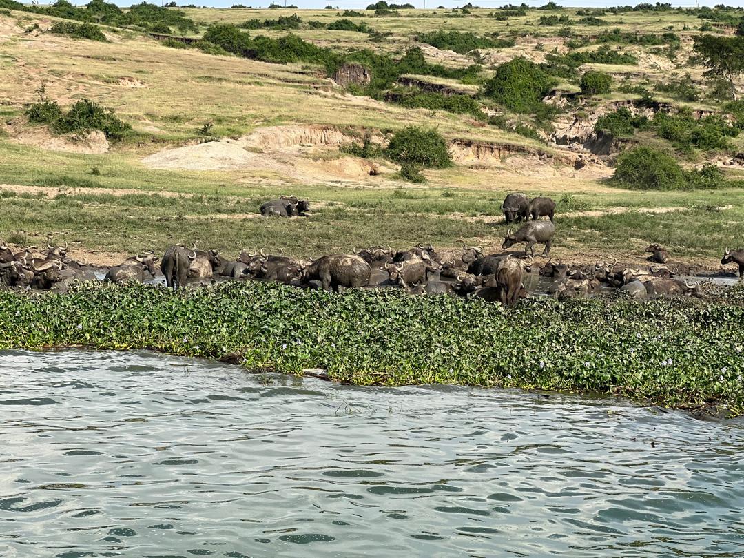 African buffalo - Queen Elizabeth National Park 2024-06-01