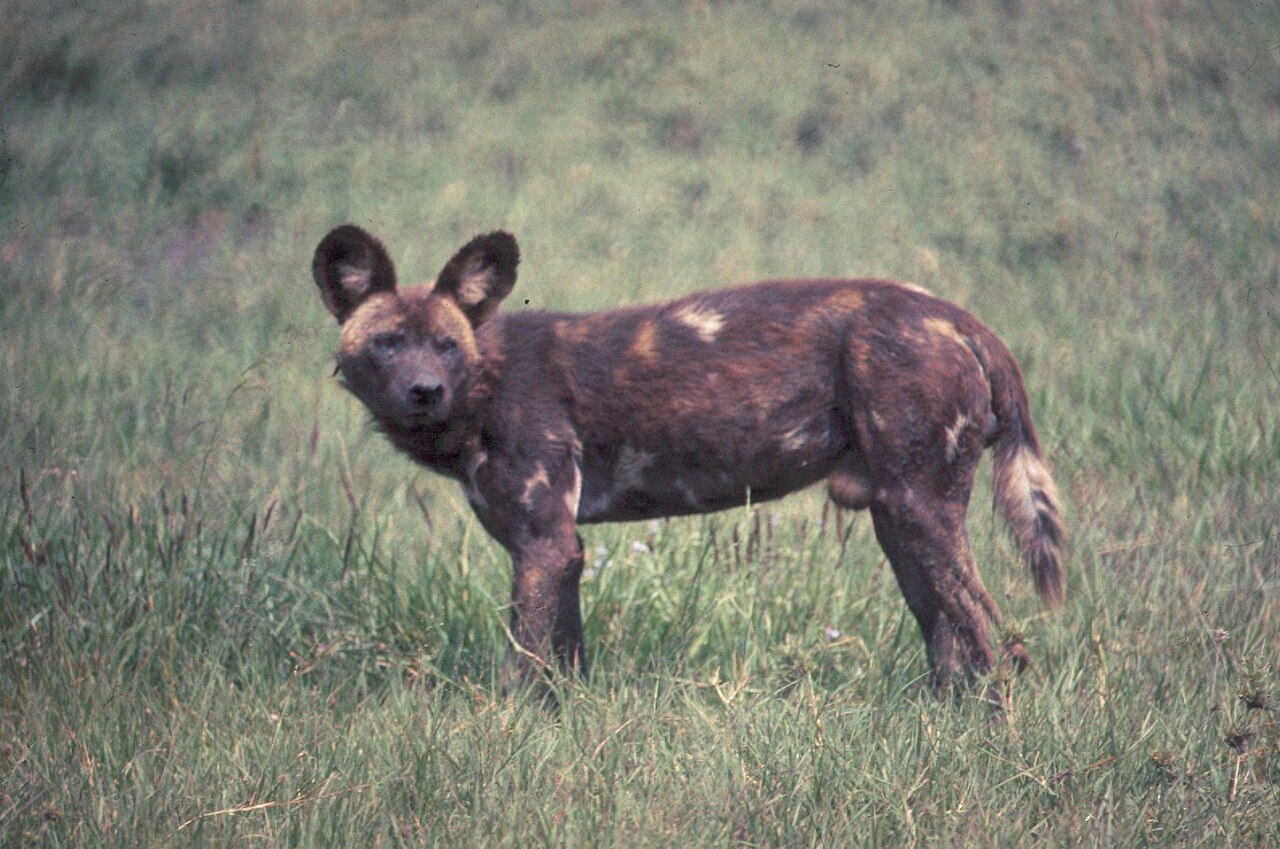 African wild dog standing erect in grass - DPLA - c15495b01199b9d622b0e7dc22bd1e2a