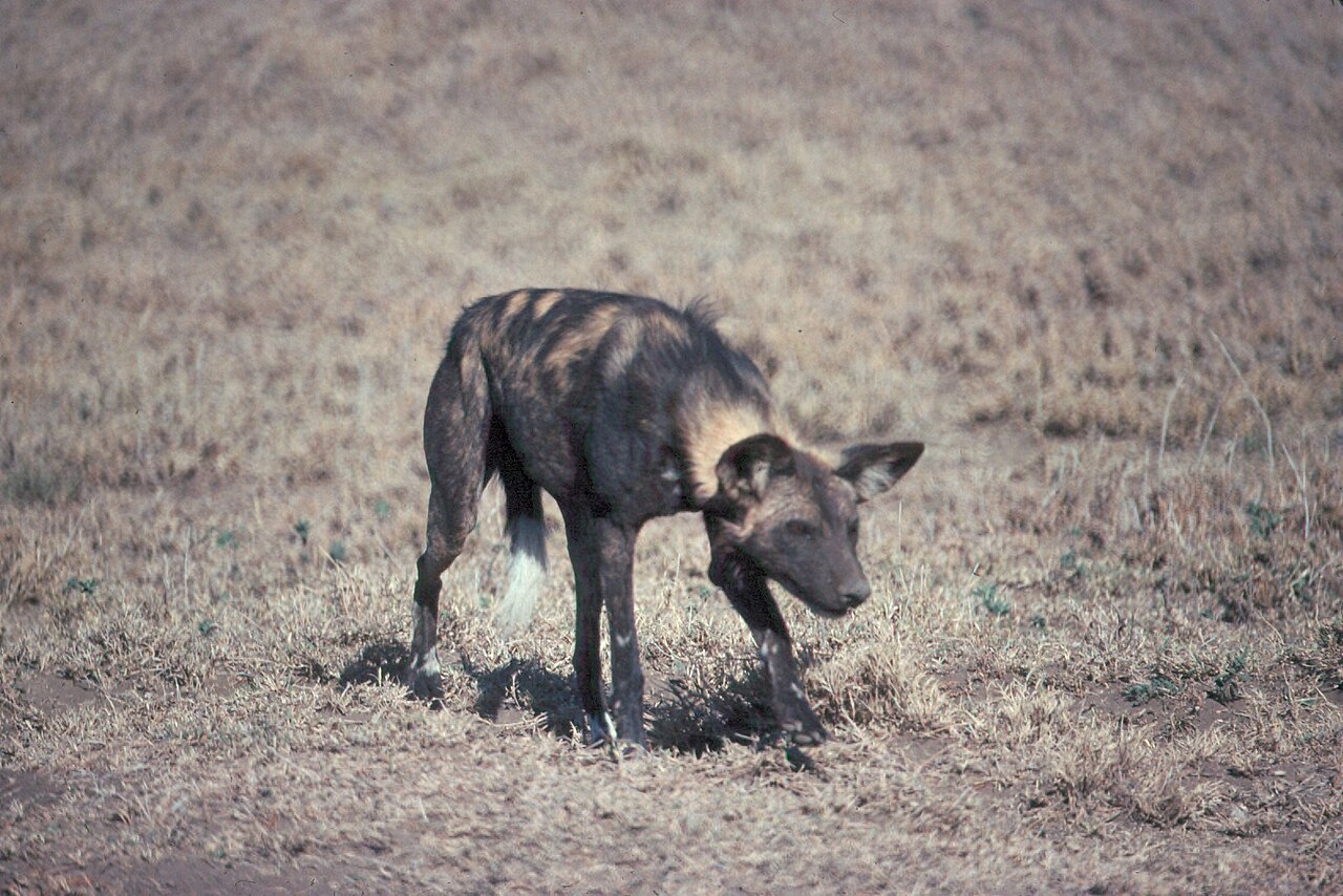 African wild dog standing in grass - DPLA - 3c363115fd595c1558afba15e5ed4494