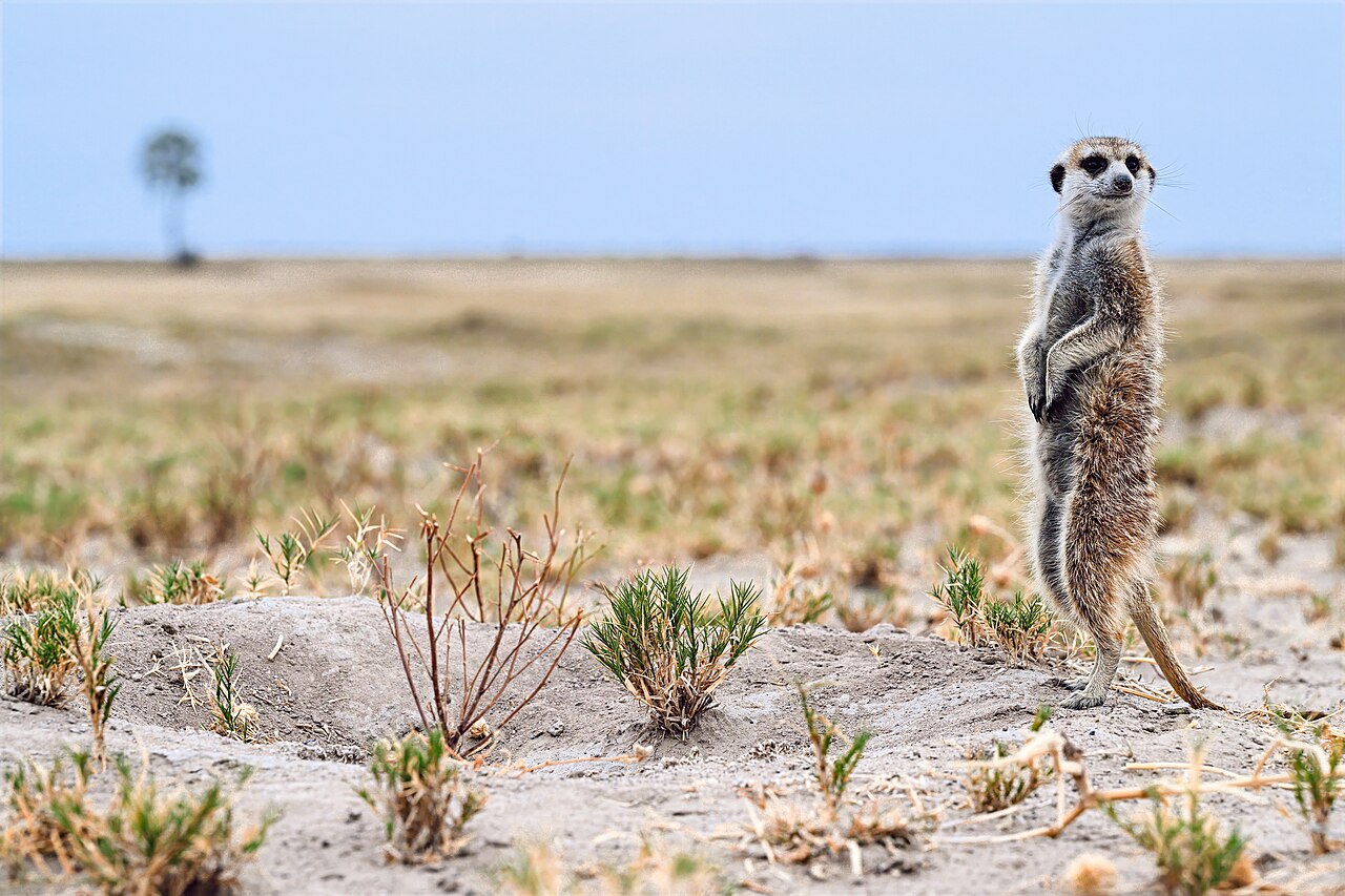 Watchful Meerkat